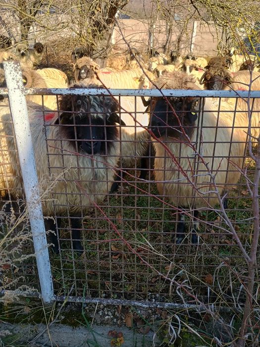 Vand oi bune de tinut