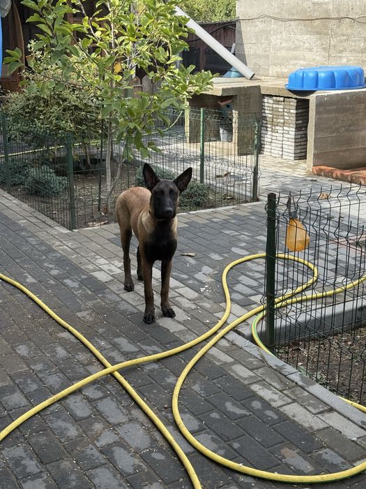 Vand femela ciobnesc belgian malinois