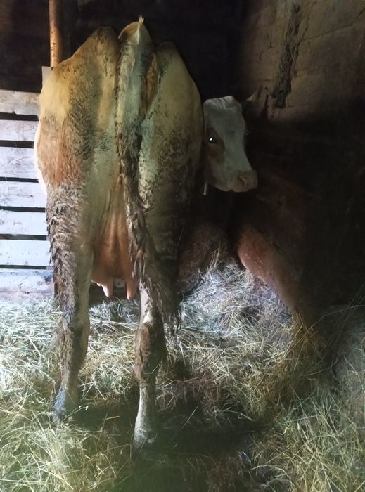 Vacă cu vițel de vânzare