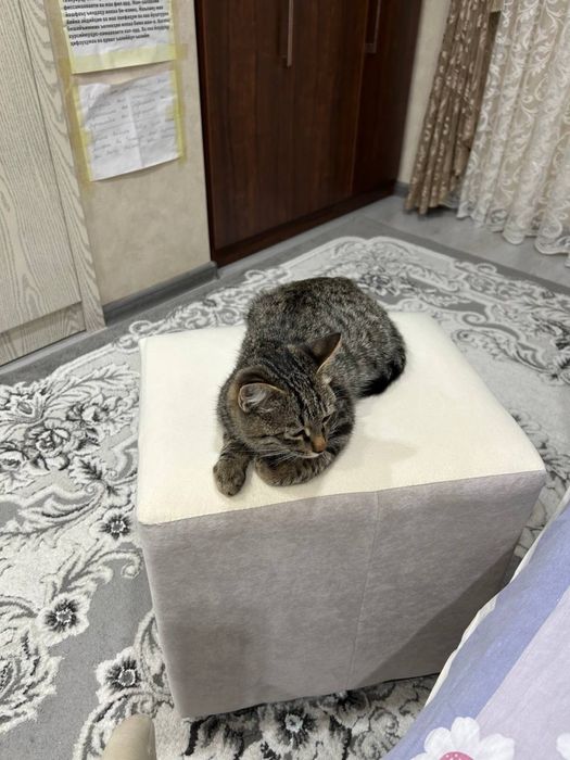 Отдам котенка в добрые и заботливые руки!