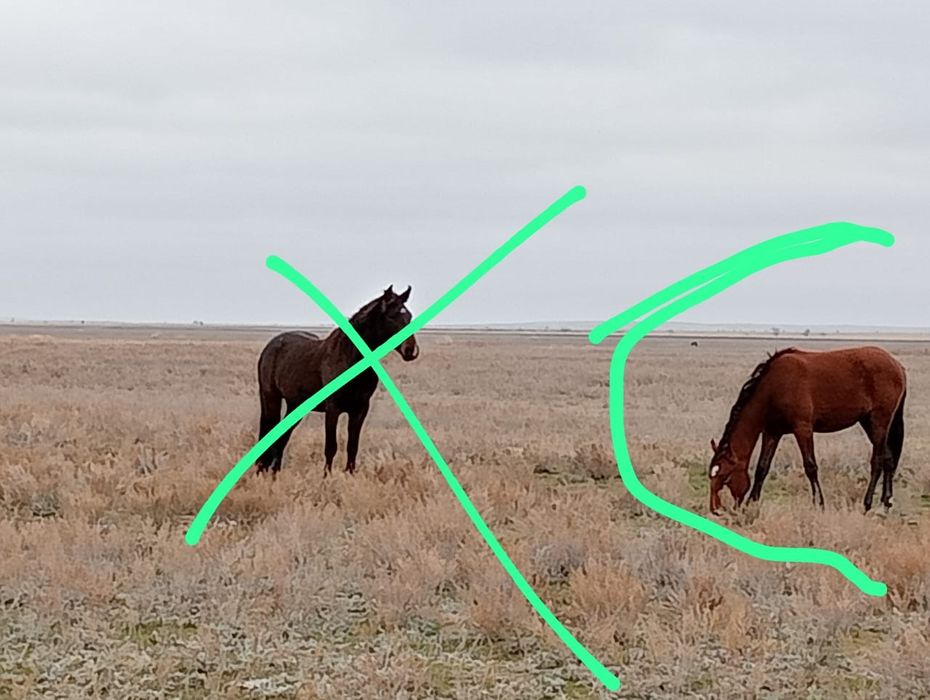 Еркек тай 1.5ж сатылады