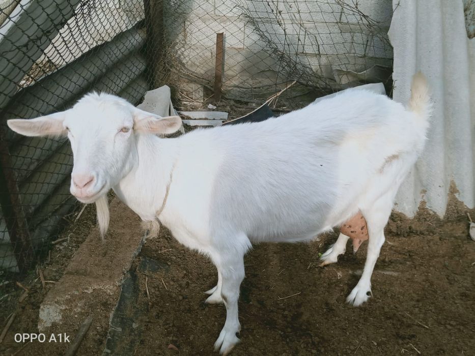 Продам Зааненская коза