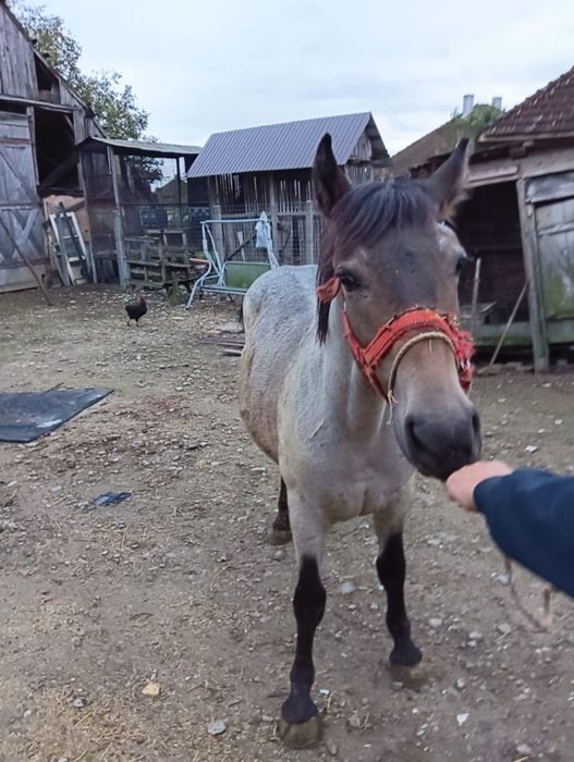 Vând mânz de 9 luni