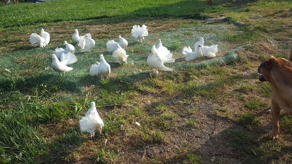 De vanzare porumbei curcanasi