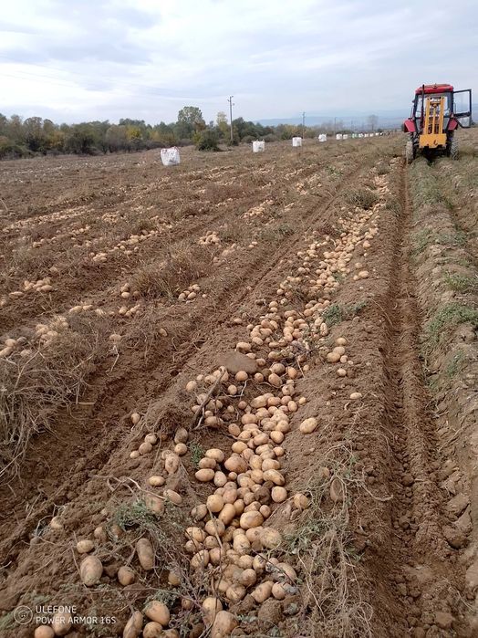 Картофи за консумация Сорая