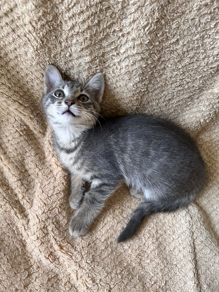 Красиви малки котенца