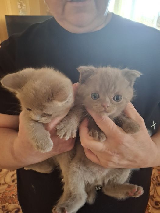 Продам  котят  . Британские короткошерные . Скотиш форд  .