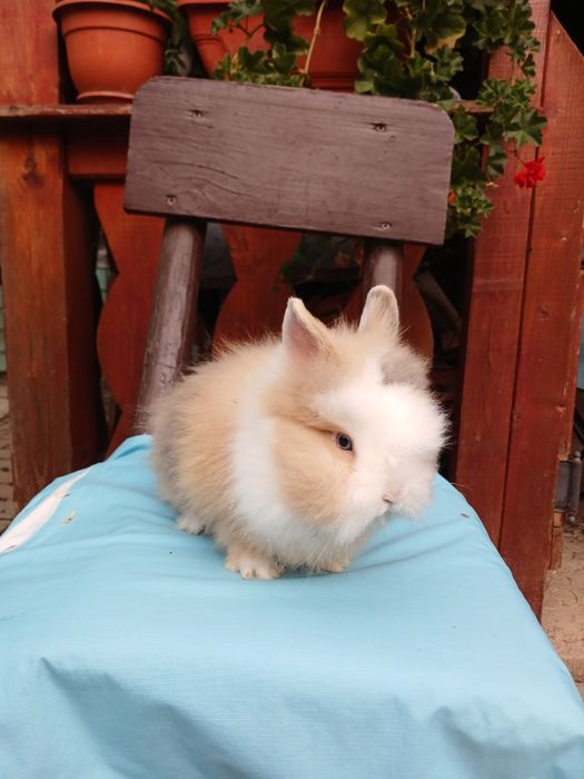 Iepurași Cap de leu cu ochii albaștri