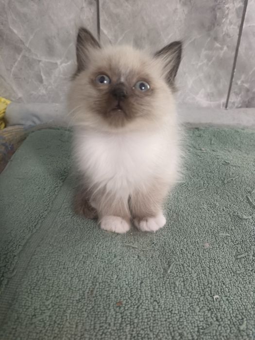 Puiuți Pisică  birmaneză