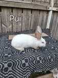 Vând iepuri maturi/pui