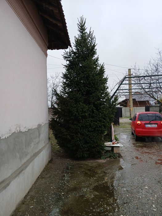 Brad natural ! Prețul este negociabil !