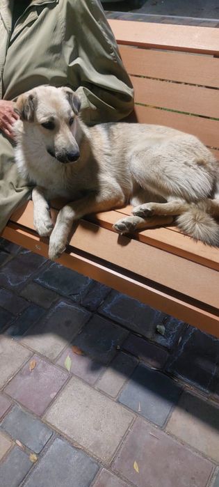 Щенки в добрые руки