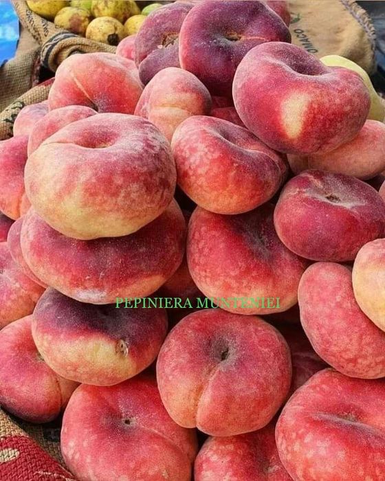 Pomi frucfiferi columnari