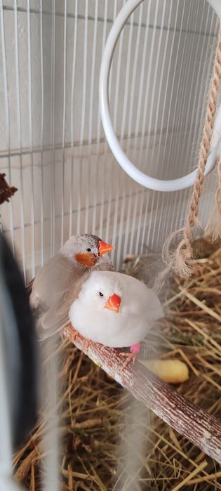 Продам амадинов с клеткой