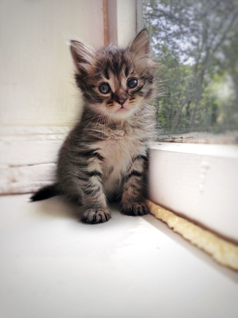 Котята в поисках дома