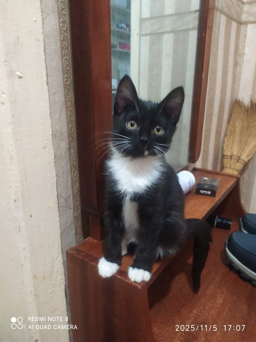 отдам котят 2,5 месяца