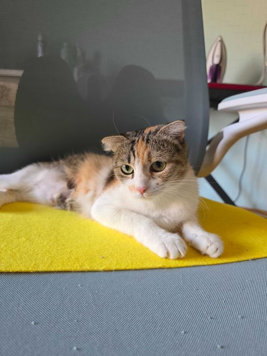 Ищу хороших людей для вислоухой кошечки и 4 котят.