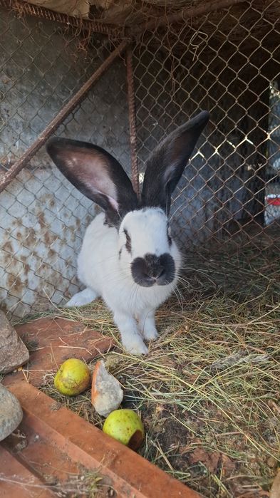 Vând iepuri fluture german rasa pură