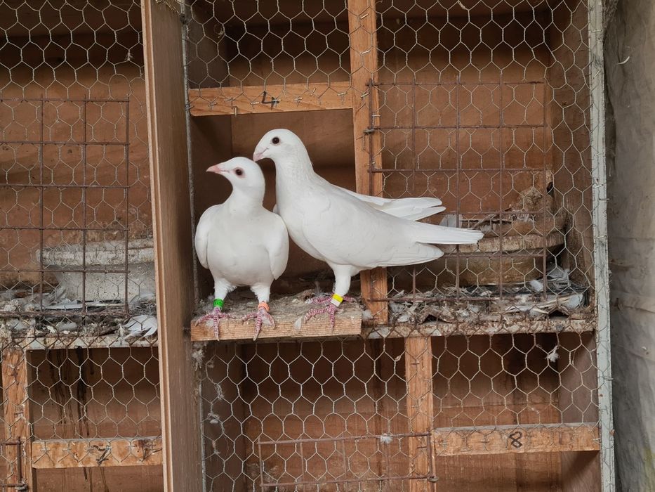 Pereche porumbei voiajori albi  și 2 femele