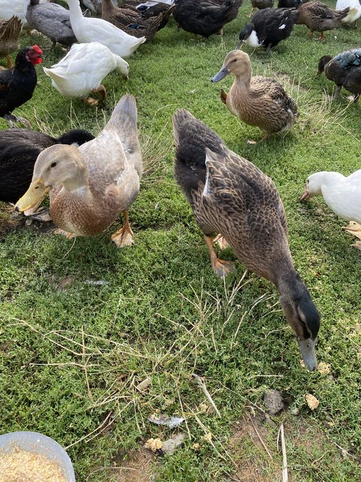 Vand rate romanesti/leşeşti, diferite marimi si culori