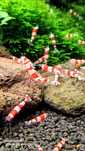 Creveti Red Crystal promotie 14.06 - 21.06 2025