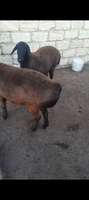 Гиссар буаз кой сатылады гиссар