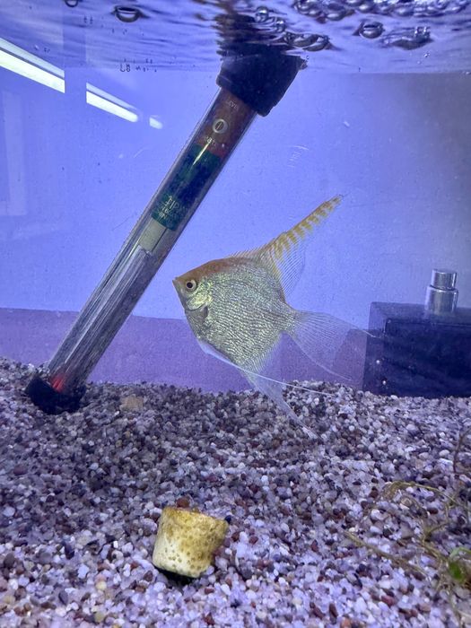 Рабочая пара скаляр