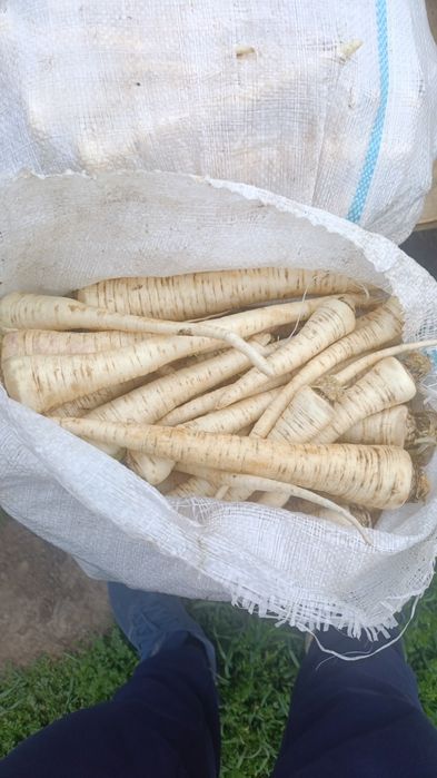 Patrunjel de rădăcină