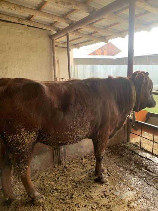 Buqacha tez va arzon Sotiladi