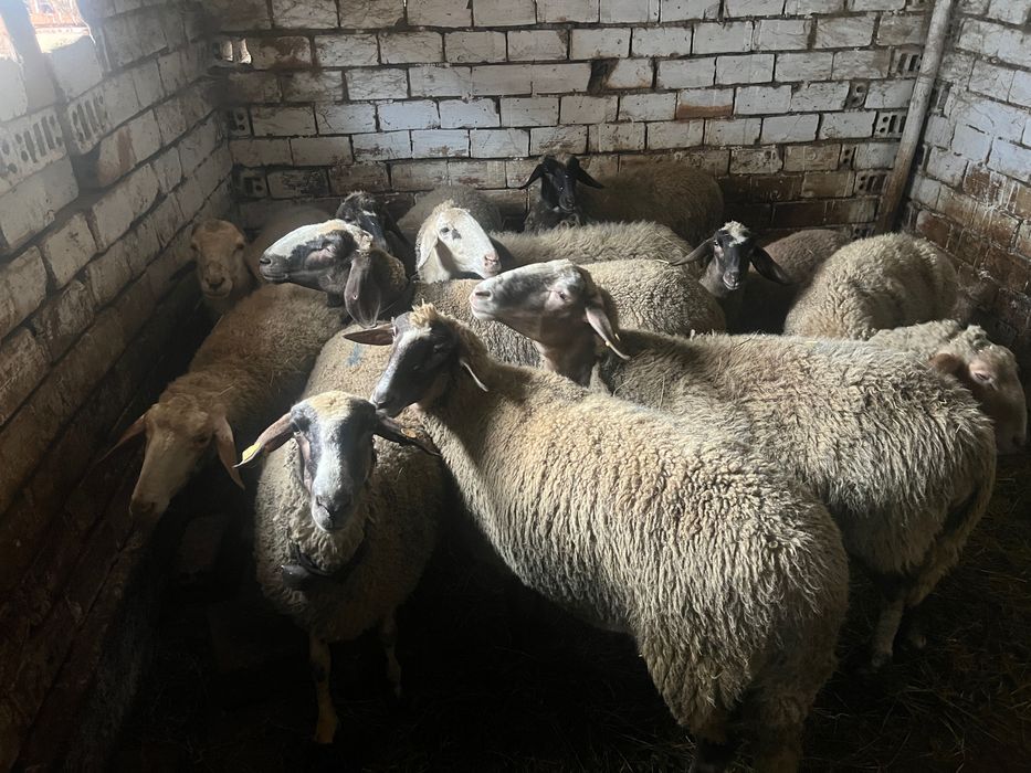 Овце и шилета 12броя