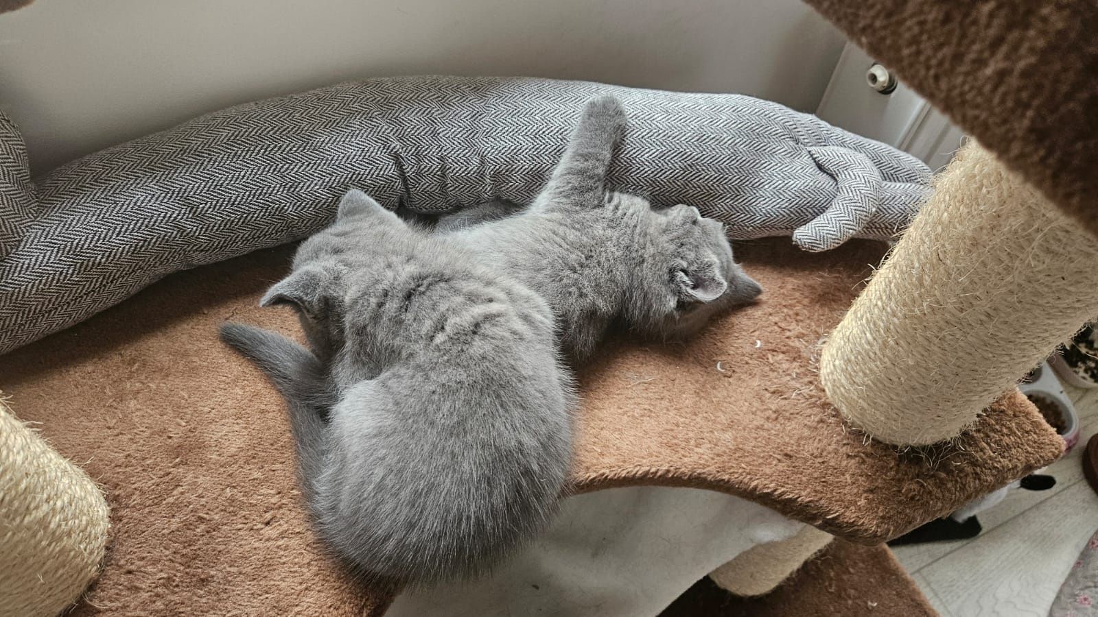 British shorthair