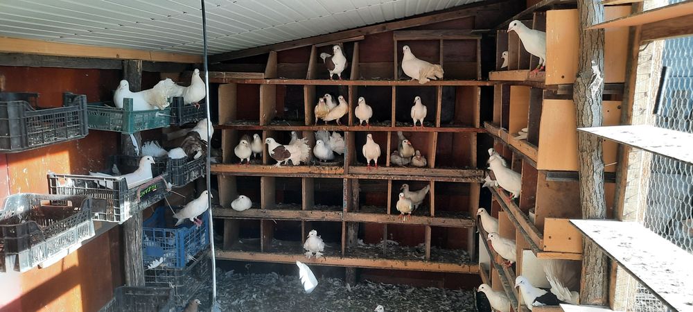 Porumbei diferite rase