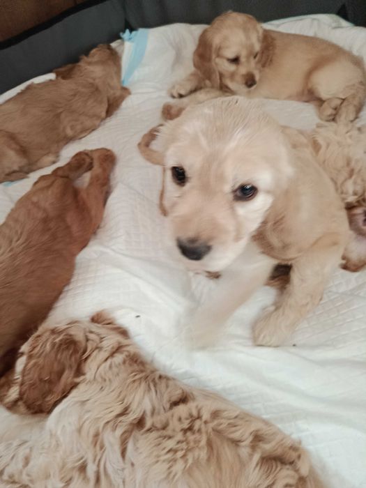 Продавам кокер шпаньол