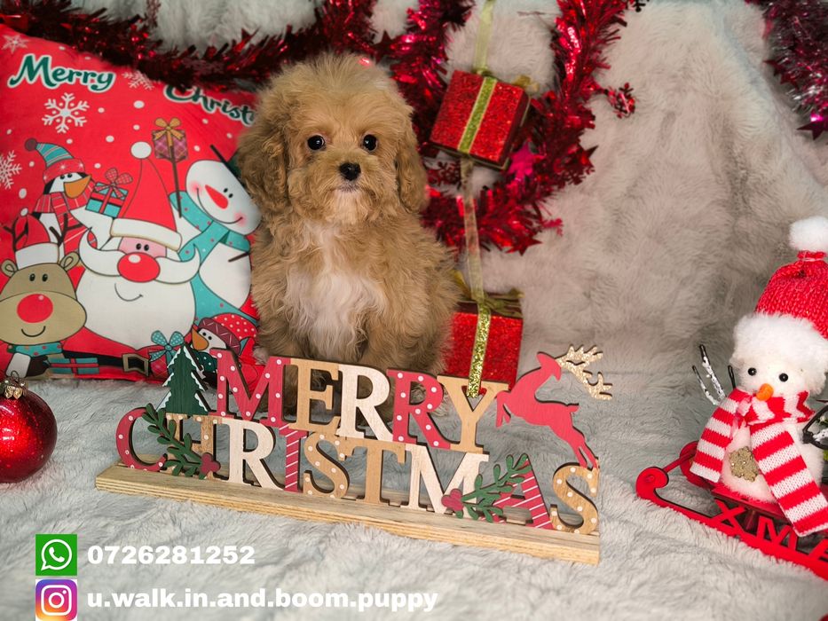 Vand fetita maltipoo minitoy