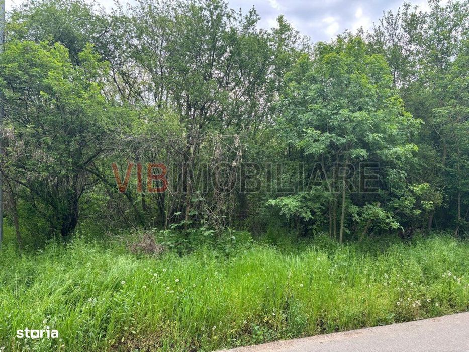 Dragomiresti Deal – Strada Pinului