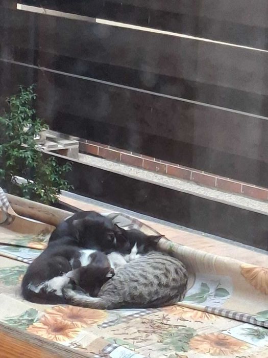 PISOI GRATUIT in Bucuresti