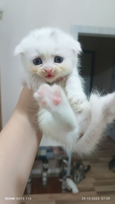 Продам катят порода скоттиш фолд.