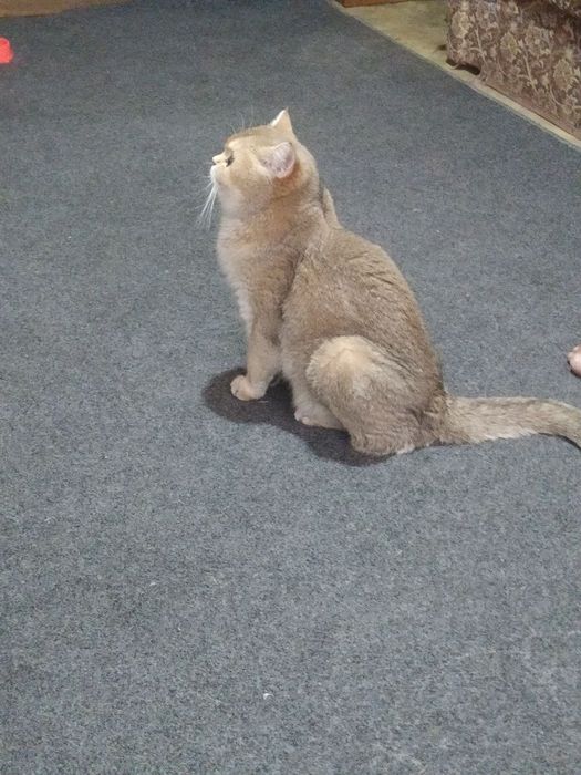 Продаются британские золотые шиншилы котята