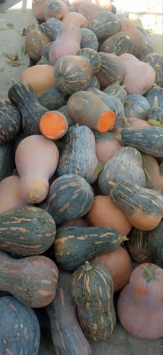 Toʻliq pishgan shirin qovoq yangi uzildi