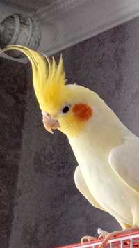 Продам самца попугаев карела нимфа