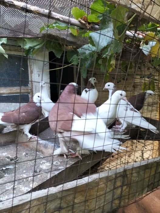 Голуби разные.  .