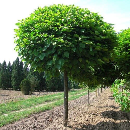 Catalpa globulara