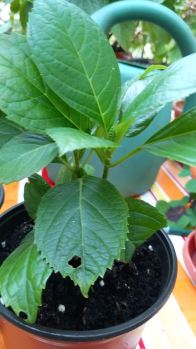 Hortensie Hydrangea  macrofylla roz.