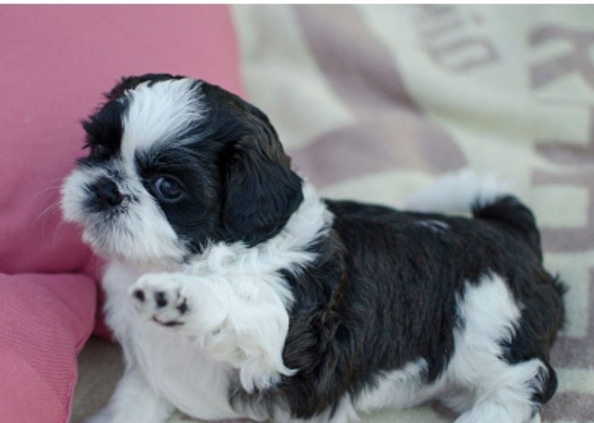 Shih-tzu talie mica