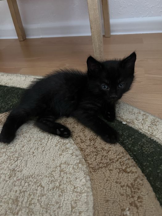 Котенок в добрые руки