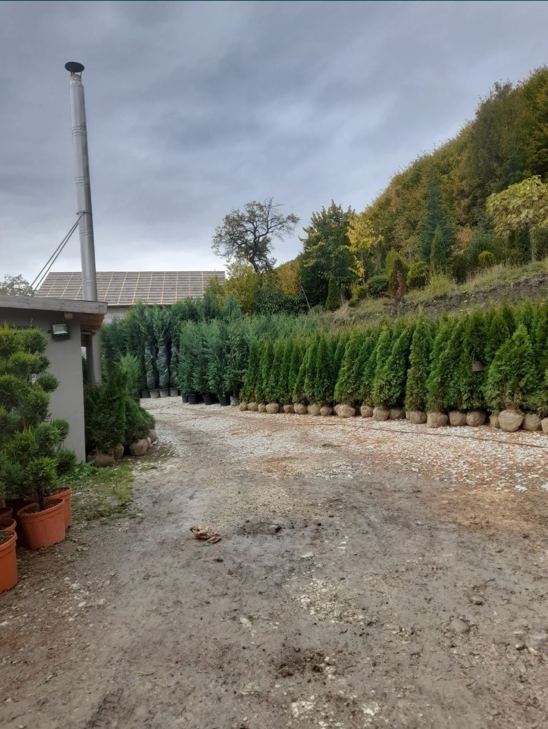 Tuia smaragd ( thuja ) leylandii 1.6m - 1.8m, gard viu verde natural