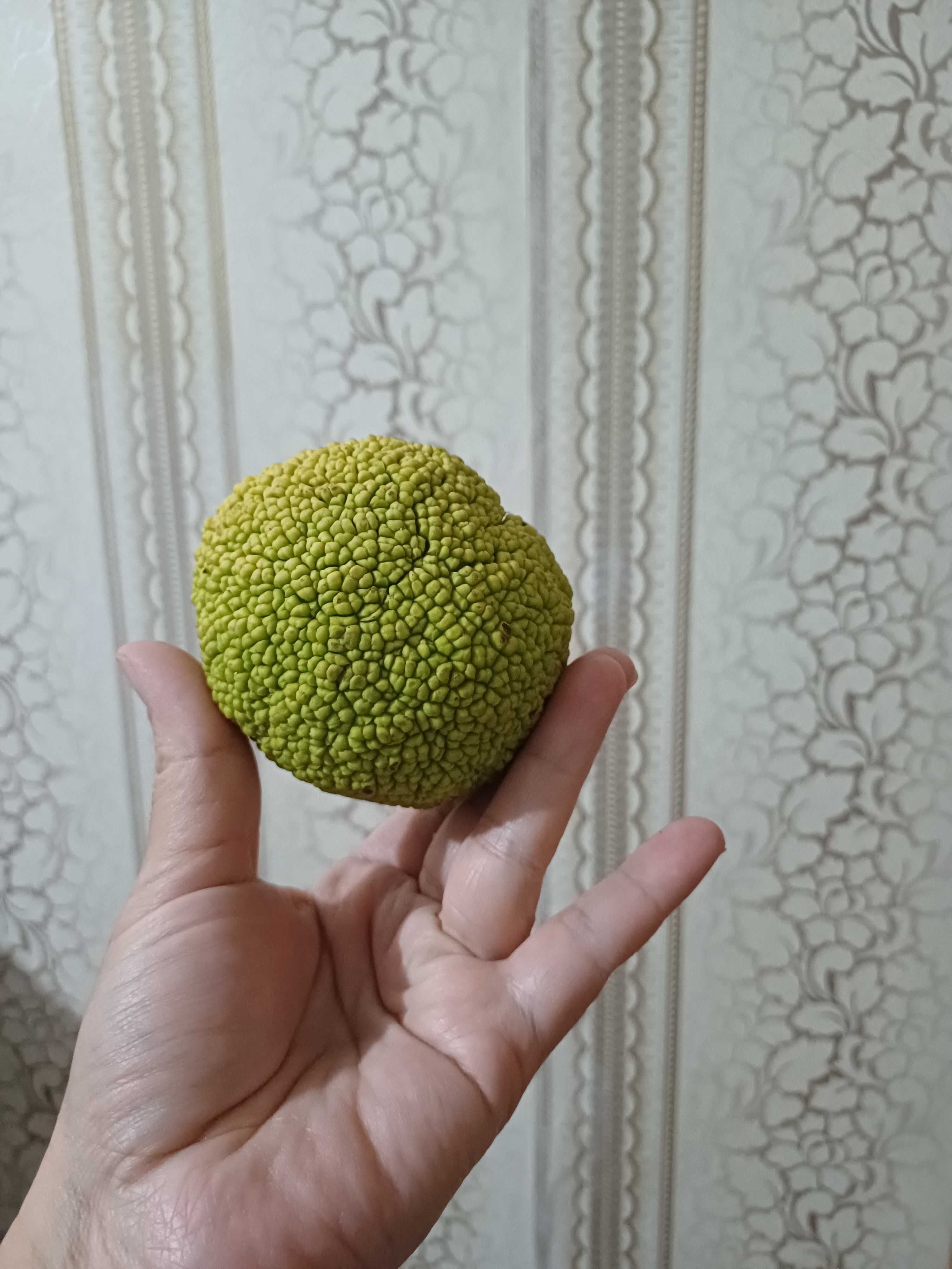 Райское яблоко (Маклюра)