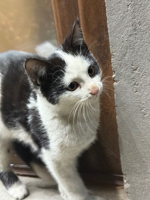 Котята 3,5 месяца