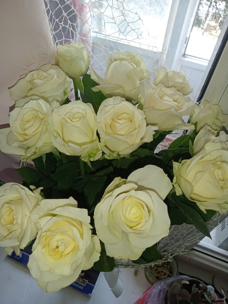 красивые белые розы