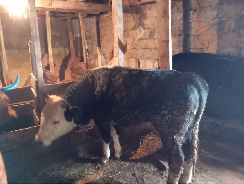 Ақ бас бұқа сатылады